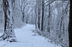 Sneeuw verstoort boekdistributie