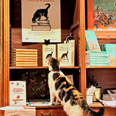 De boekhandel als decor van populaire fictie